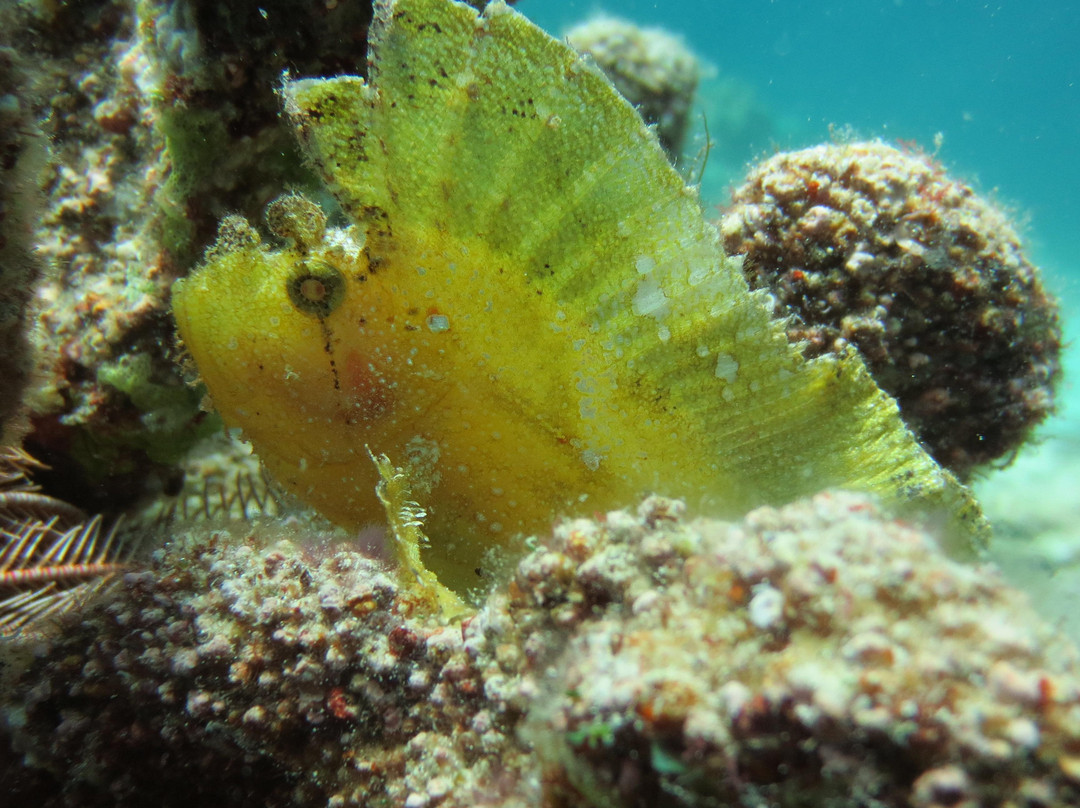 Barracuda Buceo Alona Dive-邦劳岛必去景点