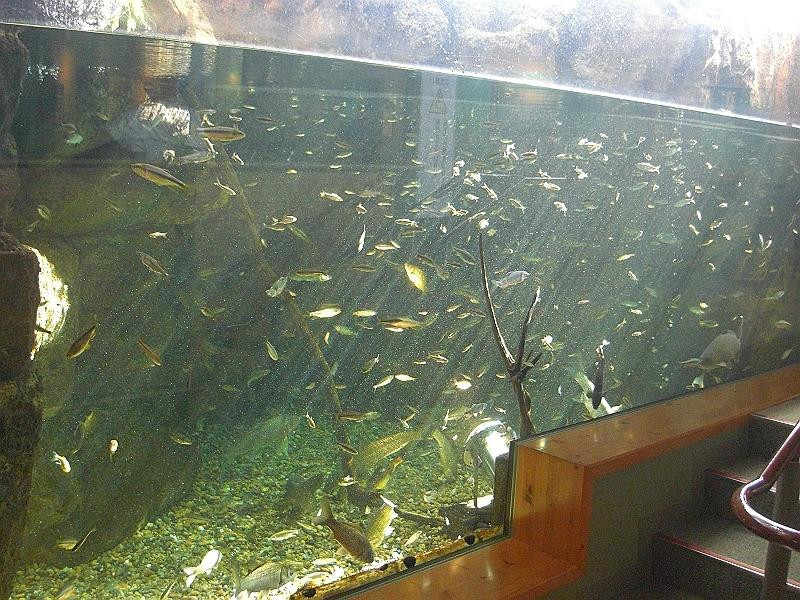 Shinjiko Nature Museum Gobius-出云市必去景点
