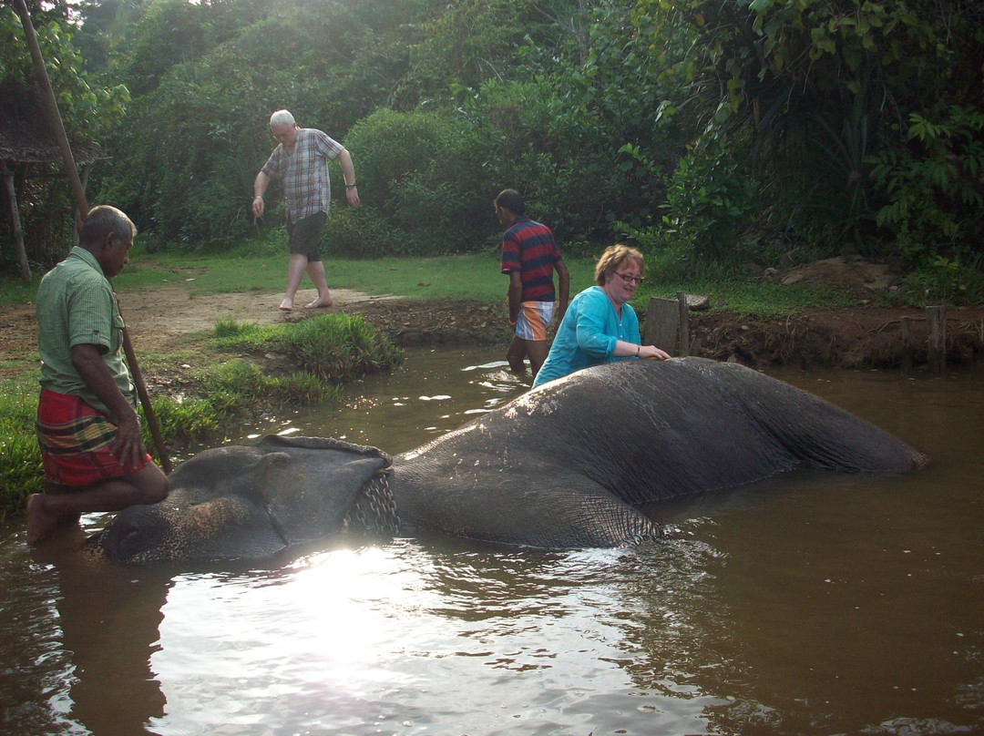 Water For Elephants-Pitiwella必去景点