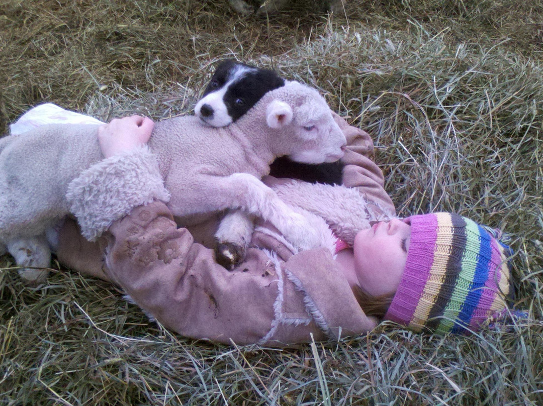 The Spicy Lamb Farm-Peninsula必去景点