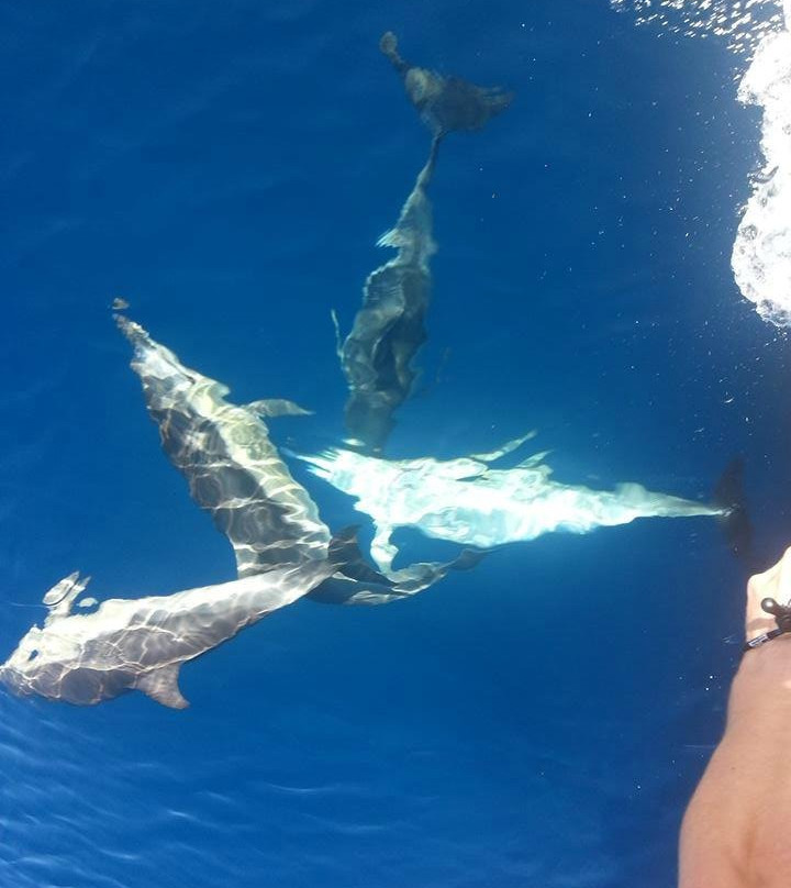 Orca Wild Adventures-陶兰加必去景点