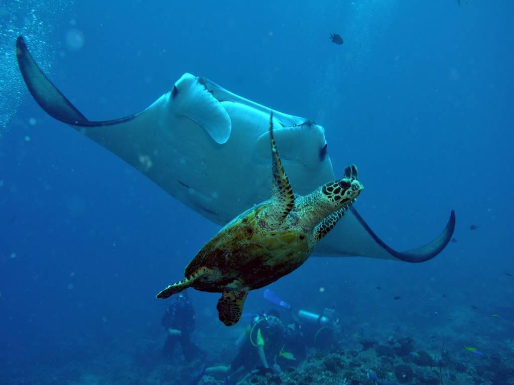 Euro-Divers Club Med Kani-卡尼翡诺岛必去景点