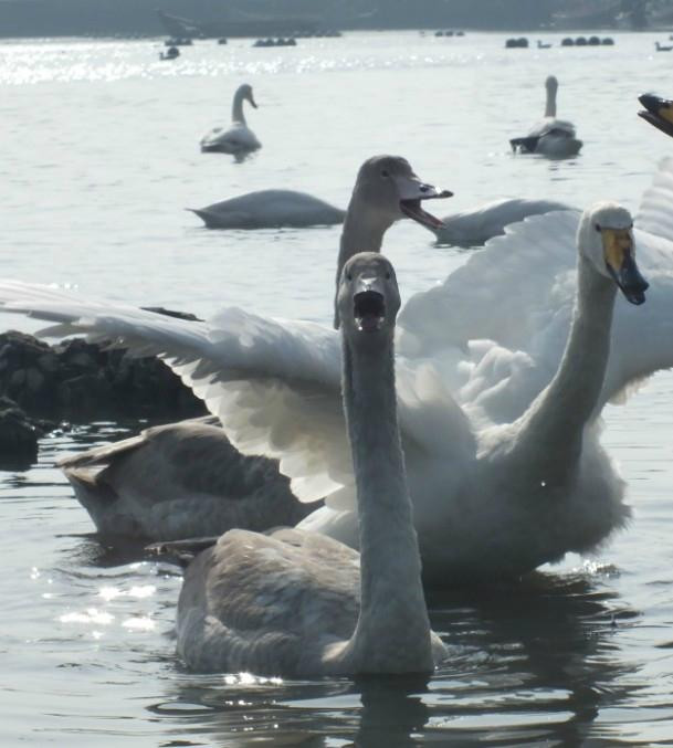 烟墩角天鹅湖-荣成市必去景点