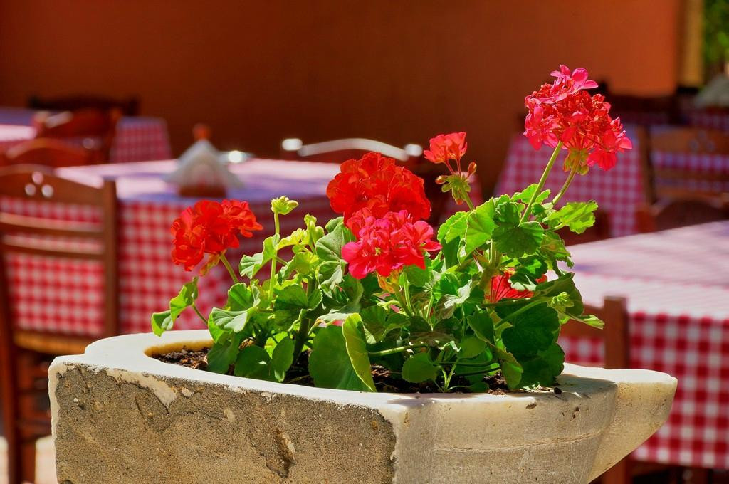 Zante Studios Apartments - Pefka主图