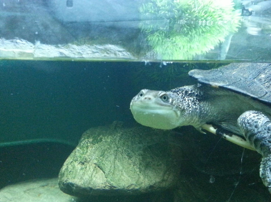 EcoWorld Aquarium & Wildlife Rehabilitation Centre景点图片