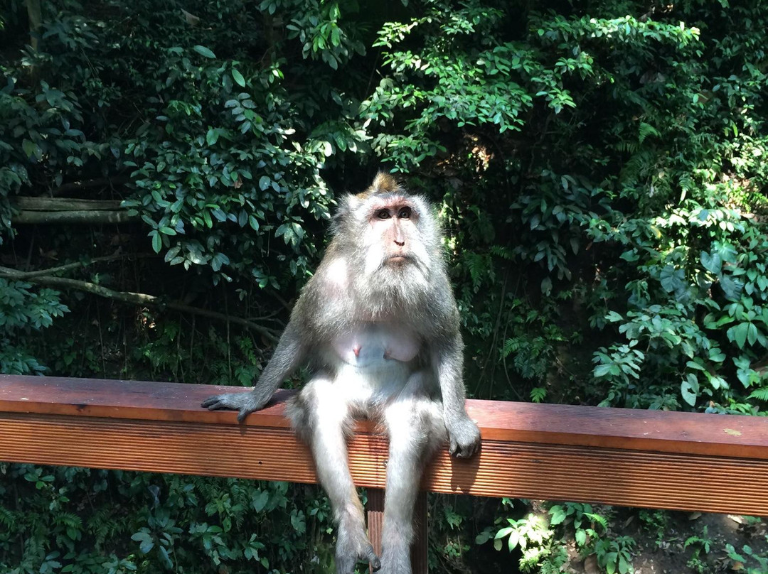 Plangon Monkey Forest and Tombs景点图片