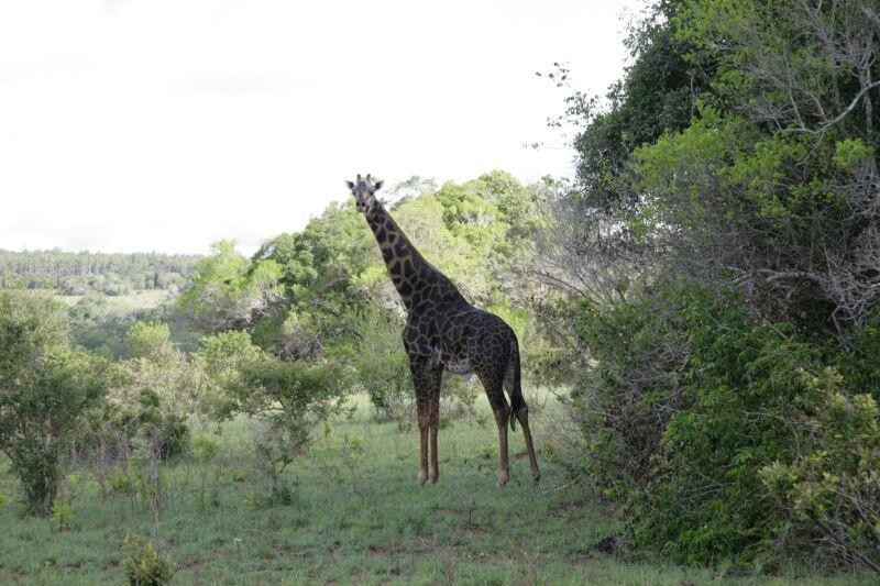 Safari Quest Kenya - Day Adventures景点图片