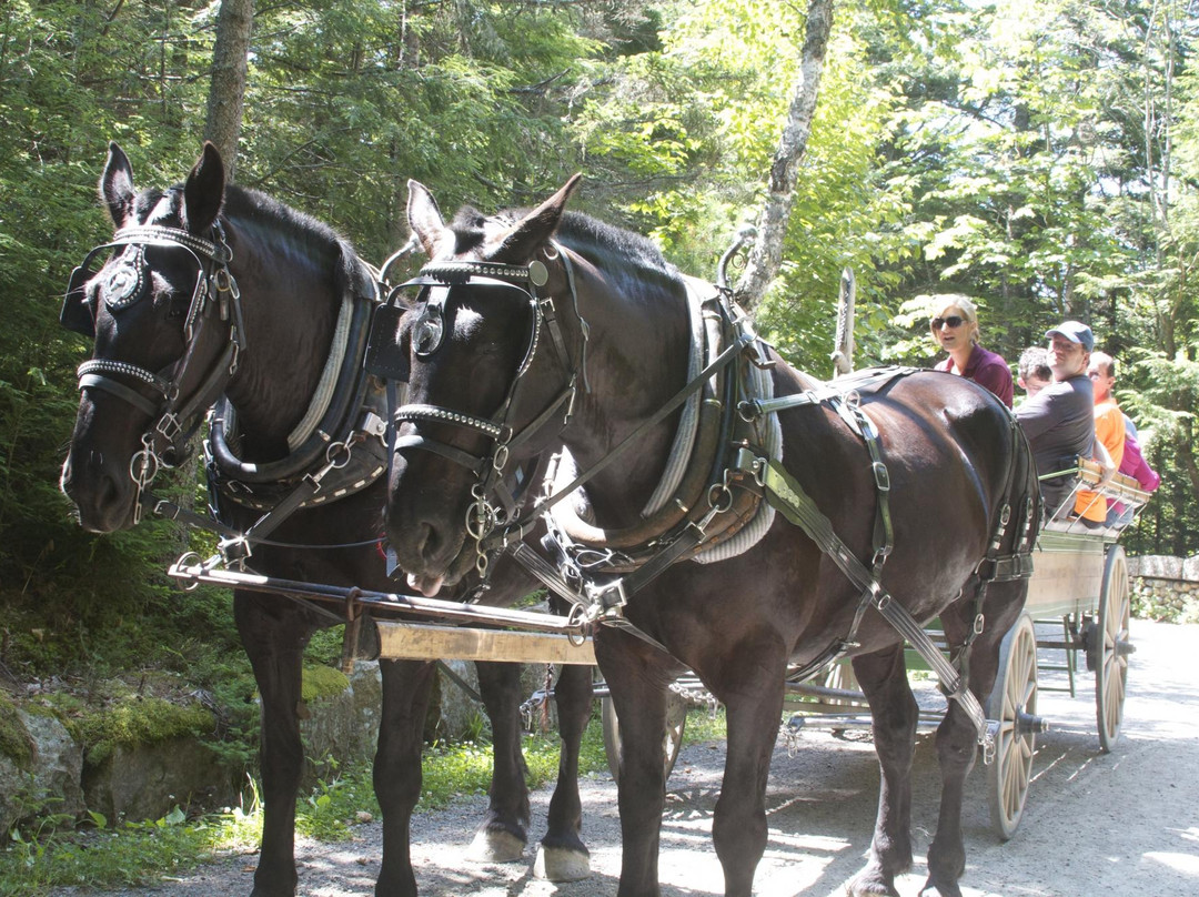 Carriages of Acadia景点图片