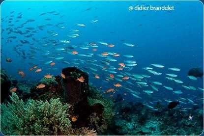 Safari Bali-克罗柏坎必去景点