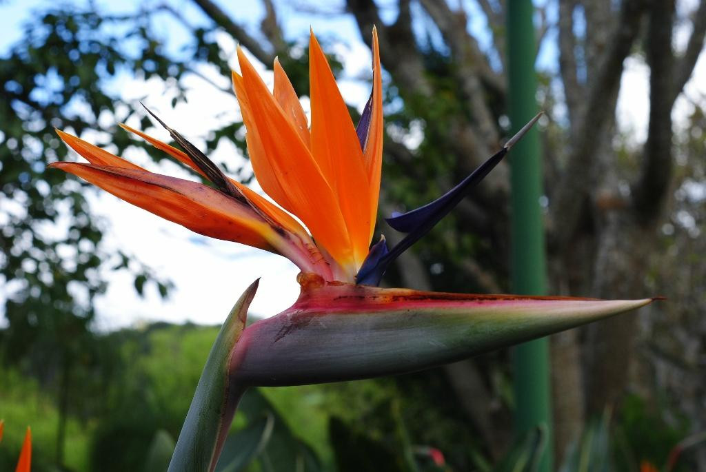 CapeScot Tours-Rondebosch必去景点