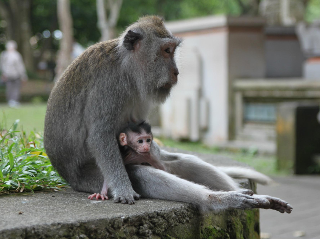 Bali Essential Tour-Kuta Selatan必去景点