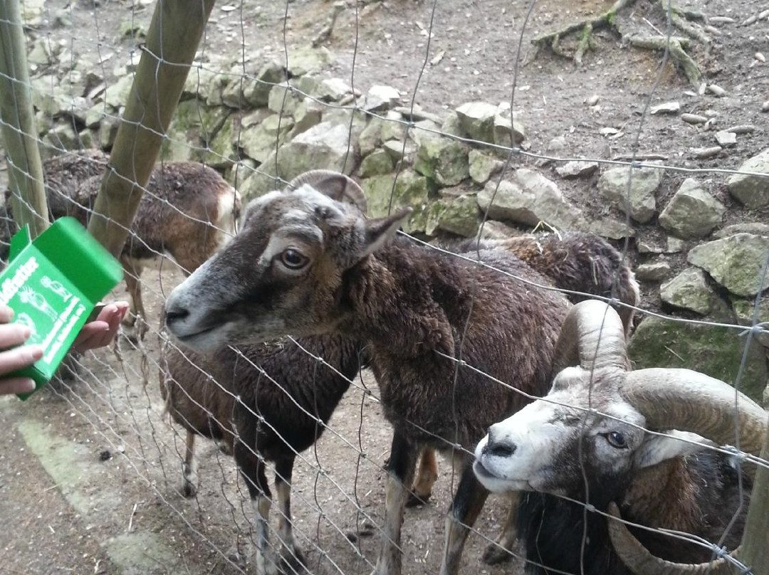 Wild- und Freizeitpark Willingen-Willingen必去景点