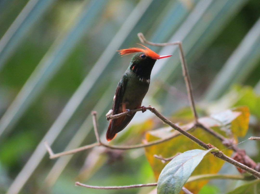 Birding Pipeline Panama-甘博阿必去景点