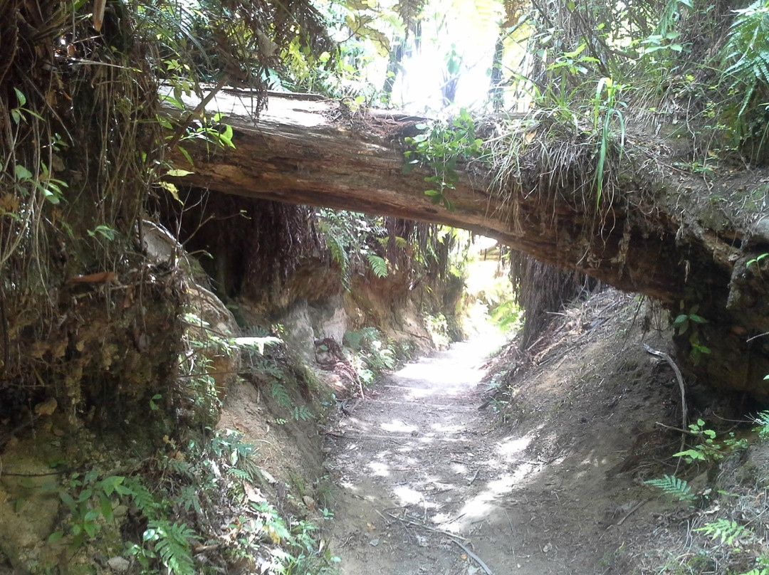 红木森林公园-罗托鲁瓦必去景点