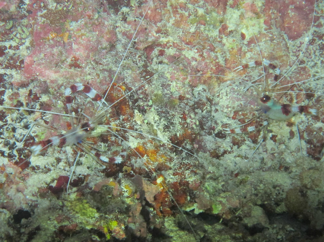 马富士潜水及水上运动-马富士岛必去景点