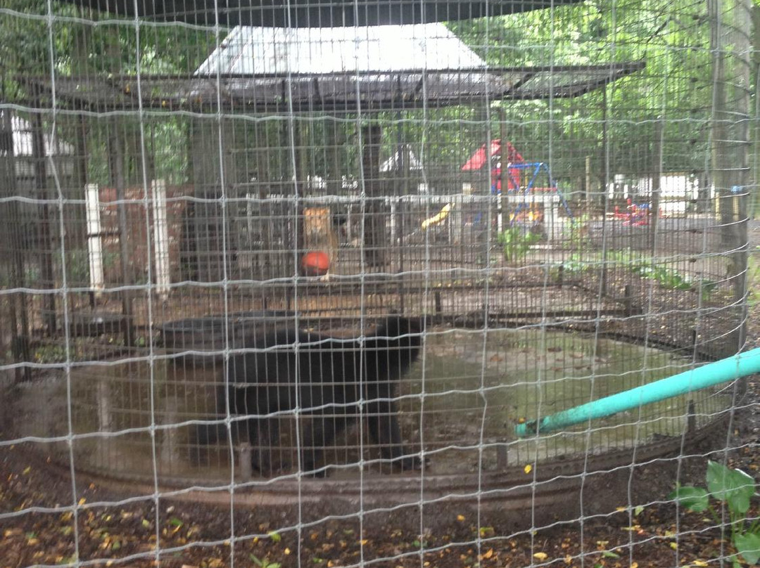 Maple Lane Wildlife Farm景点图片