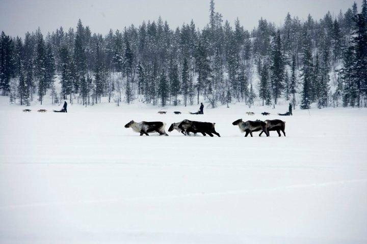 Active Lapland-基律纳必去景点