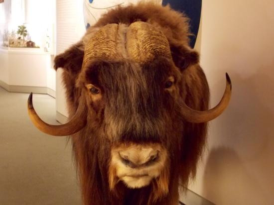 安克雷奇历史艺术博物馆-安克雷奇必去景点