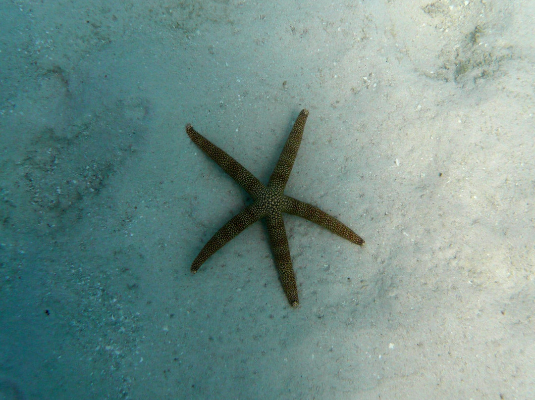 天堂礁浮潜之旅-凯恩斯必去景点