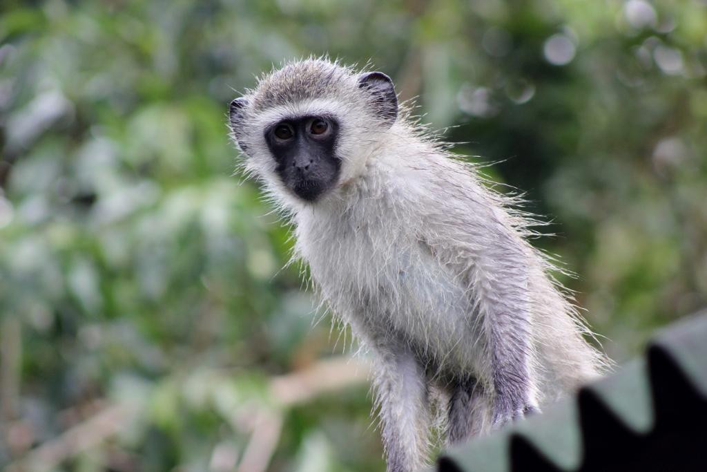 The Dolphin Centre-Ponta do Ouro必去景点