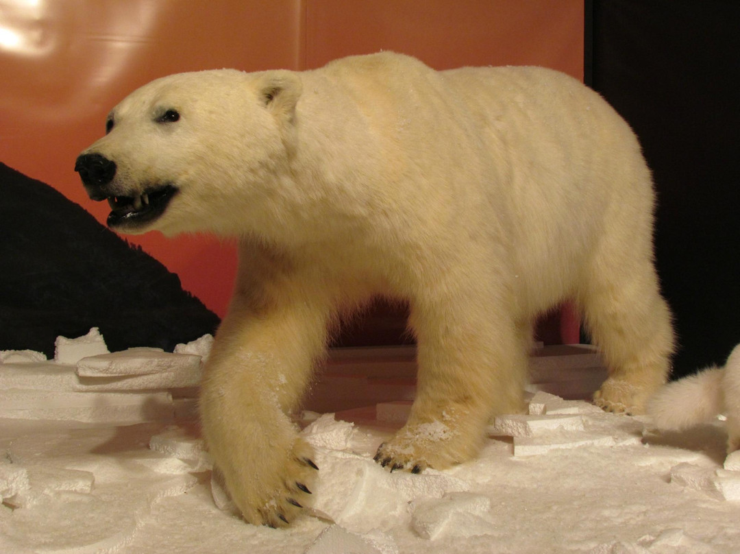 Gros Morne Wildlife Museum-Rocky Harbour必去景点