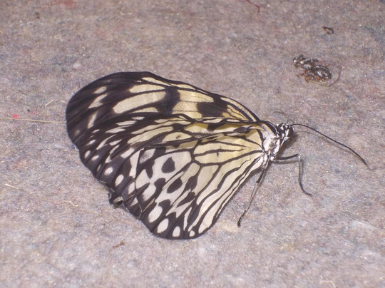 Butterfly Farm d'Abruzzo-Citta Sant'Angelo必去景点