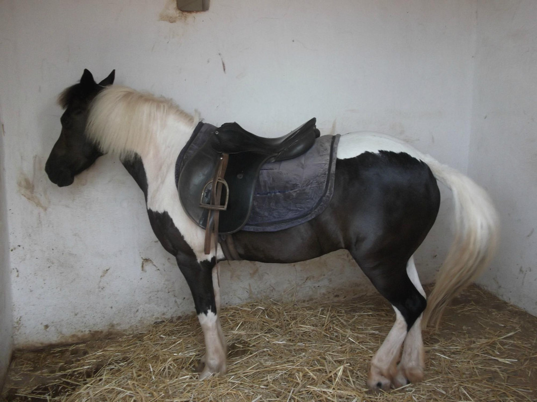 Club Hippique le Barry-卡萨布兰卡必去景点