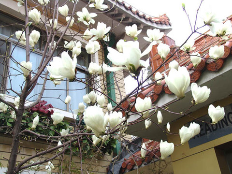 泰安御座宾馆(红门岱庙店)主图