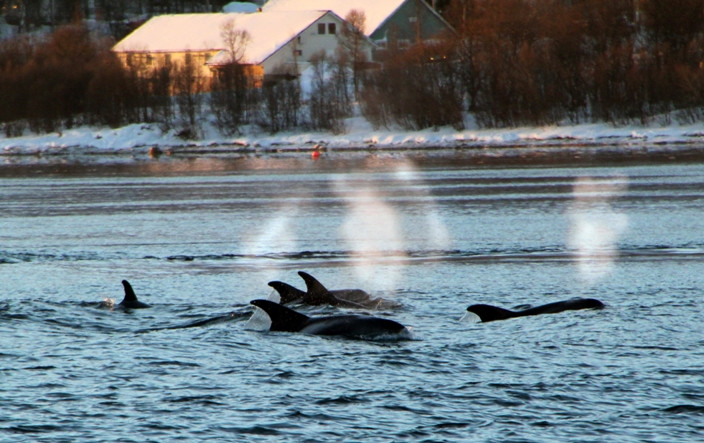 Soroya Havfiskecruise – Day Tours-特罗姆瑟必去景点