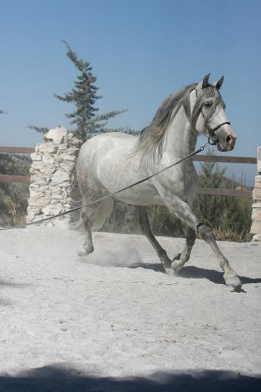 Los Caballos del Mosquin景点图片