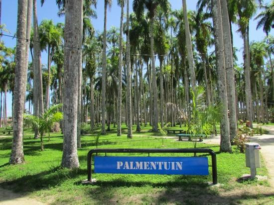 Palmentuin-帕拉马里博必去景点