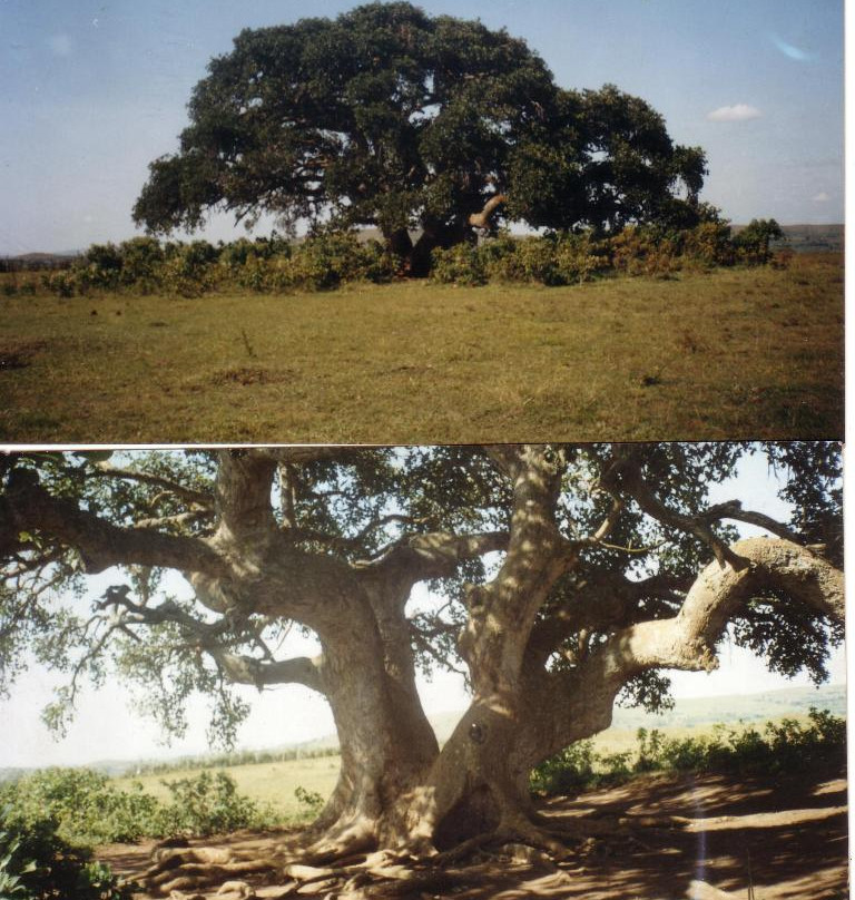 Bugona Tree-Rubaare必去景点