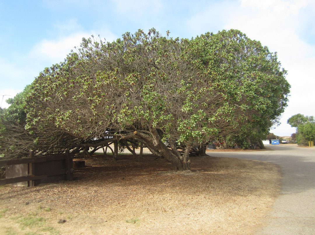 McGrath State Beach-奥克斯纳德必去景点