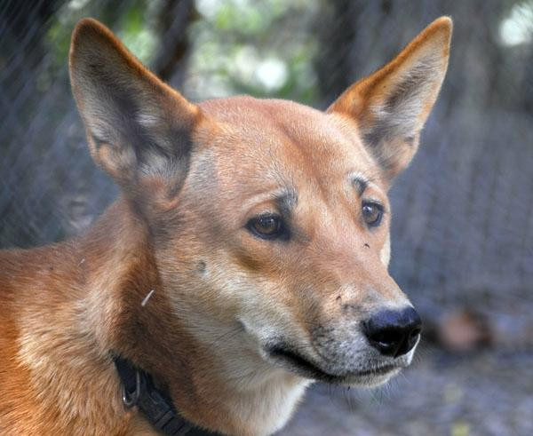 Daintree Wild Bed and breakfast-Daintree必去景点
