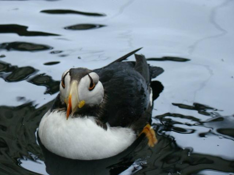 Alaska Fjord Charters-苏厄德必去景点