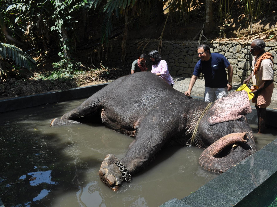 Elephant Junction-帖可迪必去景点