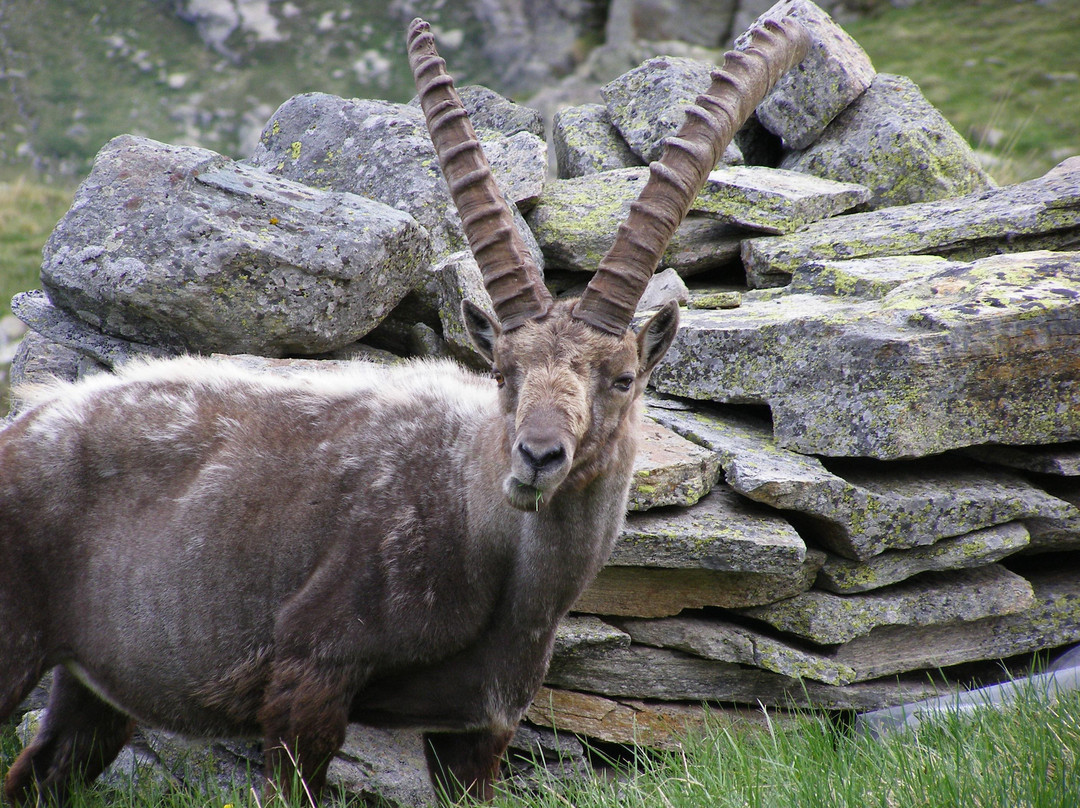 Parco Nazionale Gran Paradiso景点图片