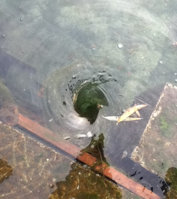 百脉泉公园-济南市必去景点