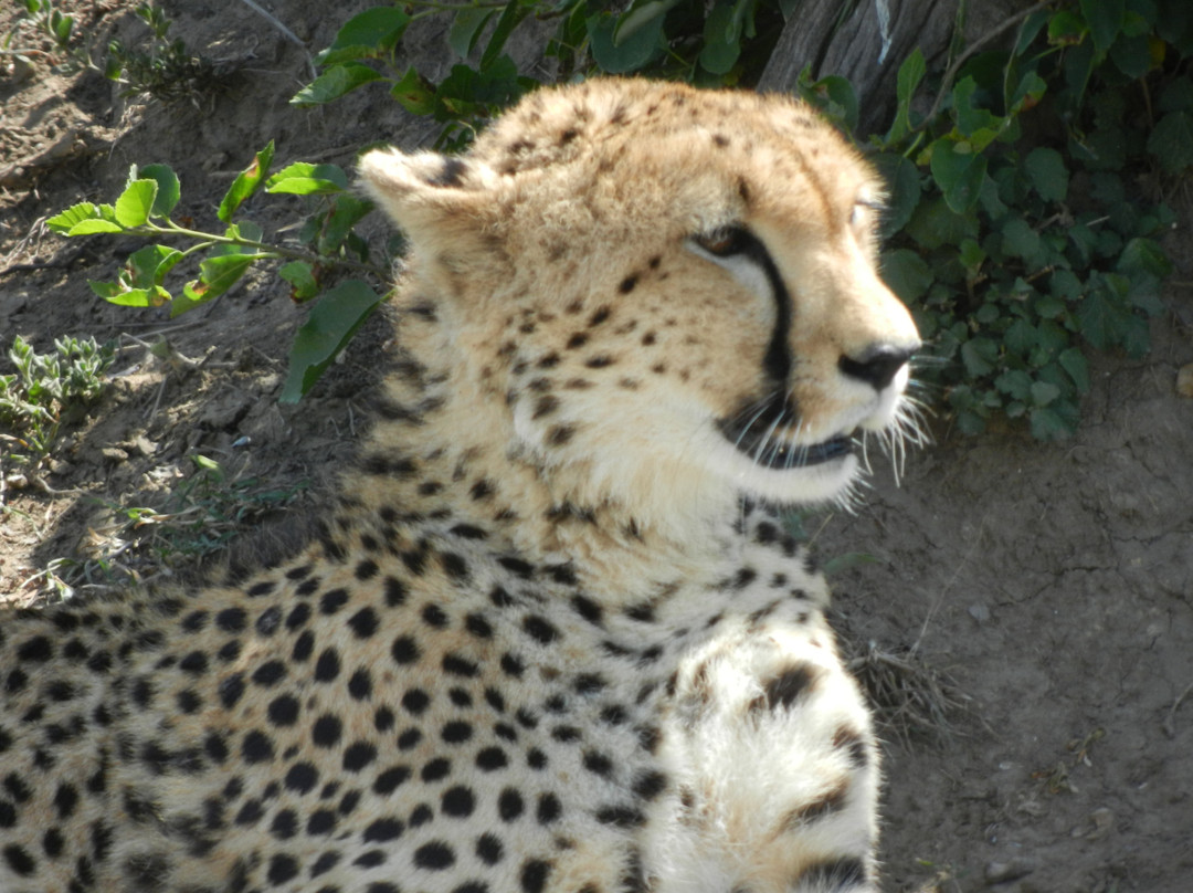 Olare Orok Conservancy-马赛马拉国家野生动物保护区必去景点