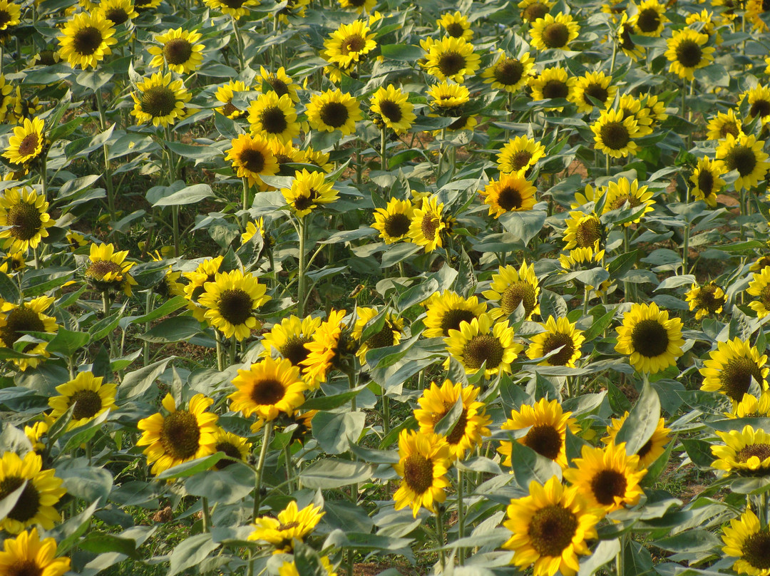 深圳东湖公园-深圳市必去景点