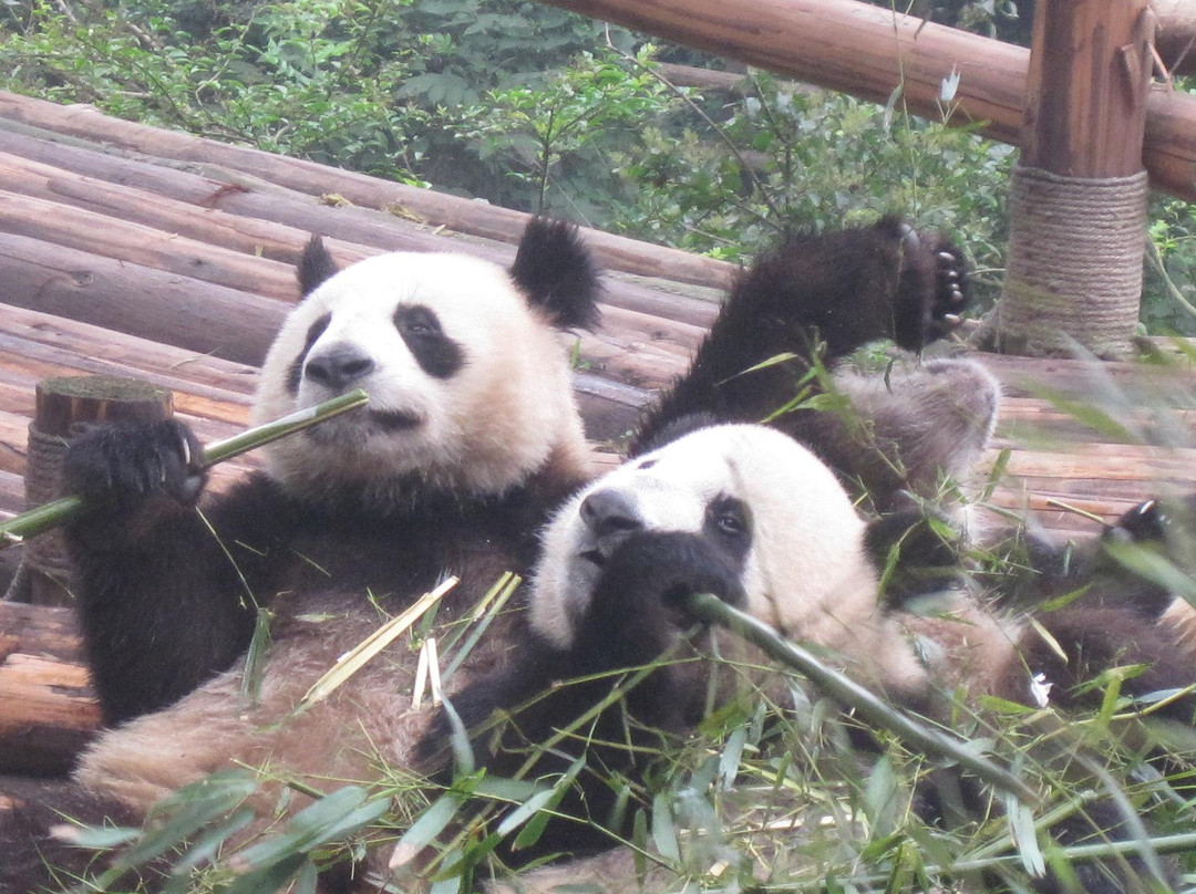成都大熊猫繁育研究基地-成都必去景点