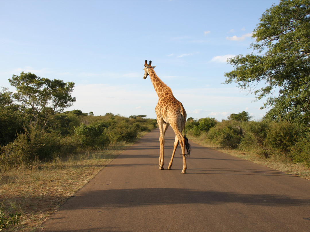 Kruger National Park-尼斯普鲁特必去景点