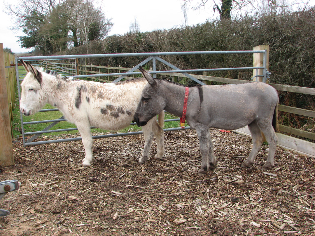 The Donkey Sanctuary-西德茅斯必去景点