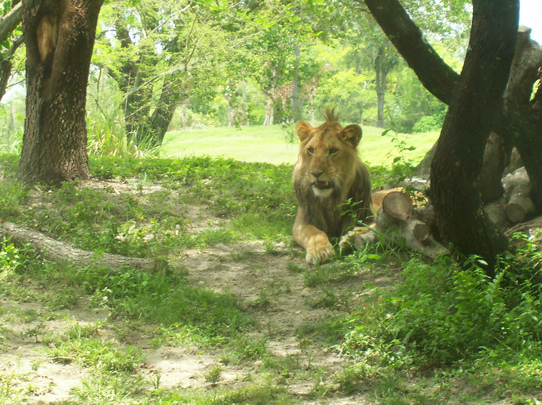 布什花园-坦帕必去景点