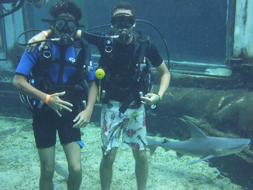 Shark Tank Scuba-威玛纳诺必去景点