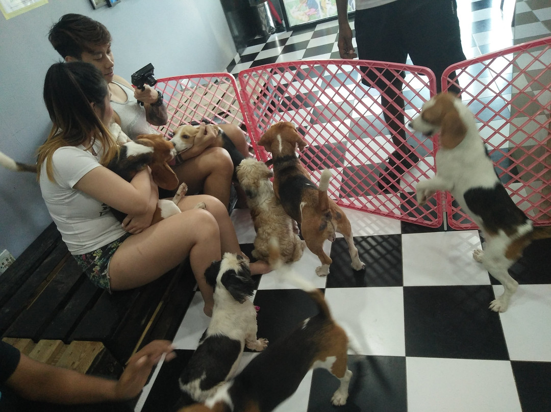 The Beagle Mania景点图片