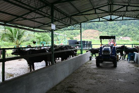 Buffalo Park Langkawi-兰卡威必去景点