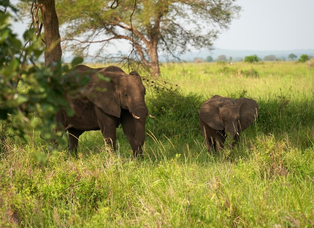 Passionate Safaris景点图片