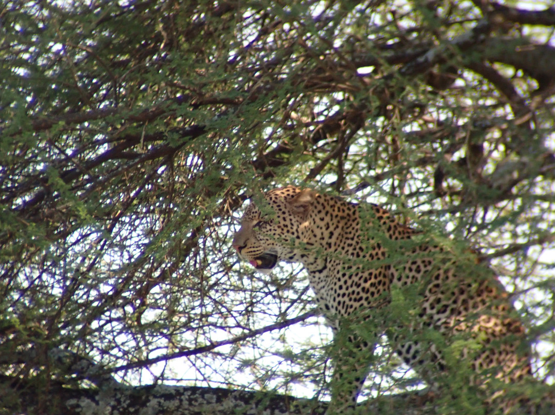 Maasai Legend Safaris-阿鲁沙必去景点