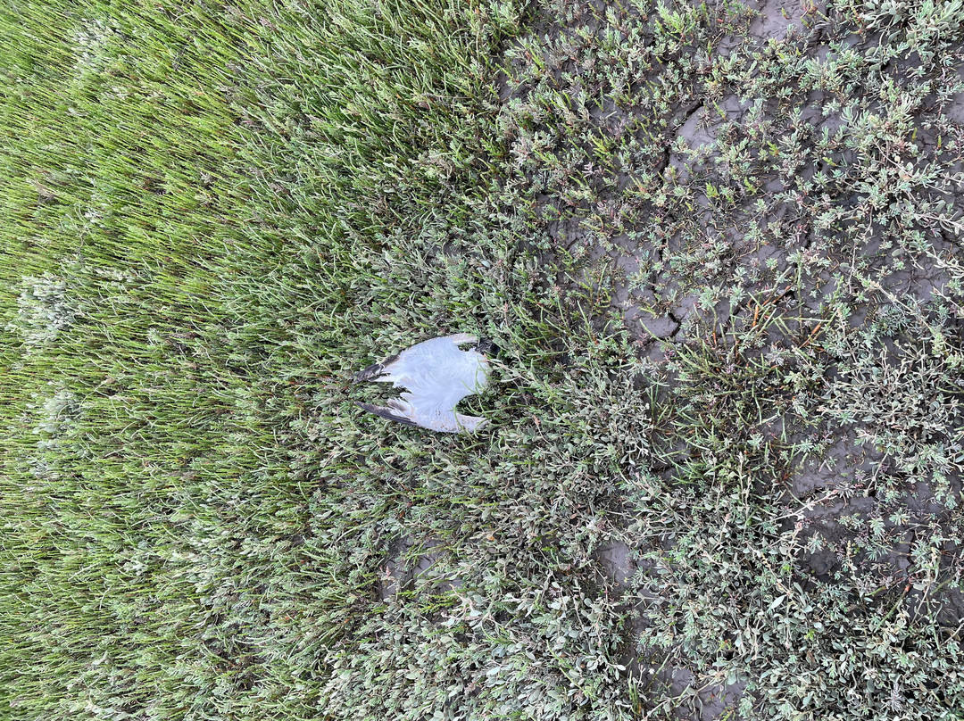 RSPB Snettisham景点图片
